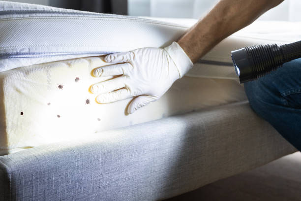 Professional Pest Control in Shawneeland, VA