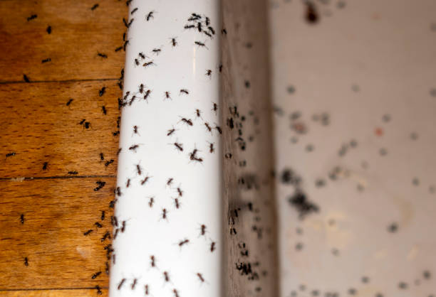 Best Rat Extermination Near Me  in Shawneeland, VA