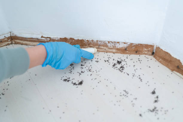 Best Local Pest Control Services  in Shawneeland, VA